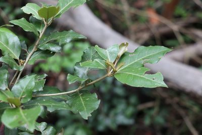Croton insularis, photographed by Greg Tasney