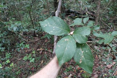 Mallotus claoxyloides, photographed by Greg Tasney