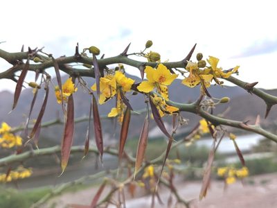 Parkinsonia praecox, photographed by mgentile