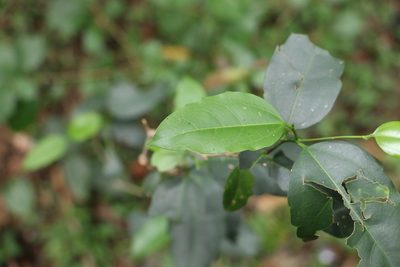Celtis paniculata, photographed by Greg Tasney