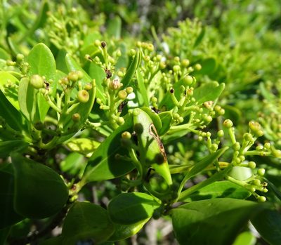 Erithalis fruticosa, photographed by Stan Shebs