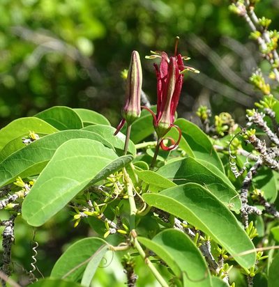 Passiflora cupraea, photographed by Stan Shebs