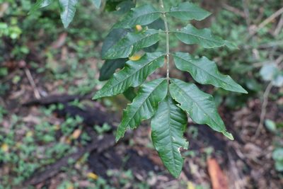 Flindersia xanthoxyla, photographed by Greg Tasney