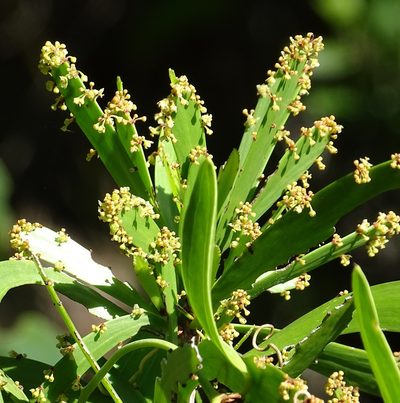 Phyllanthus epiphyllanthus, photographed by Stan Shebs