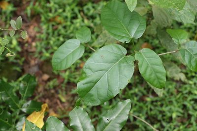 Sterculia quadrifida, photographed by Greg Tasney