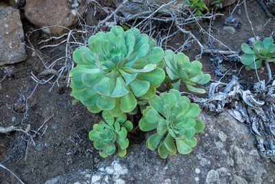 Aeonium ciliatum, photographed by Thibaud Aronson