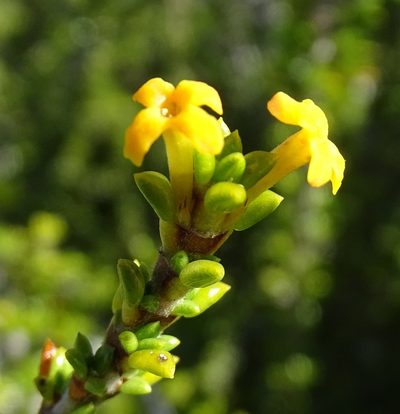Rachicallis americana, photographed by Stan Shebs