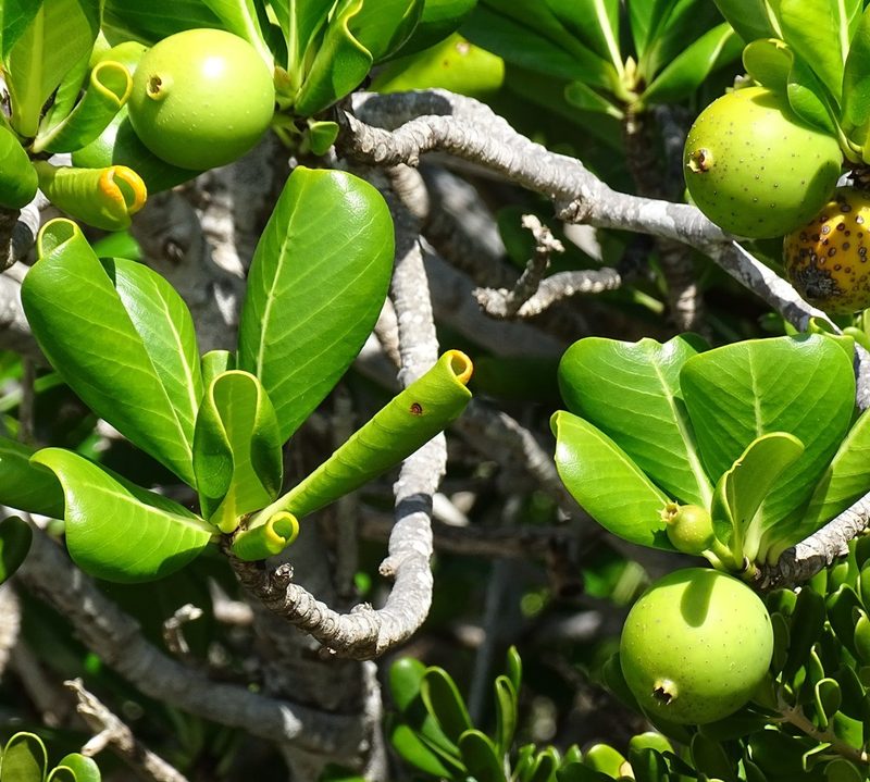 Casasia clusiifolia, photographed by Stan Shebs
