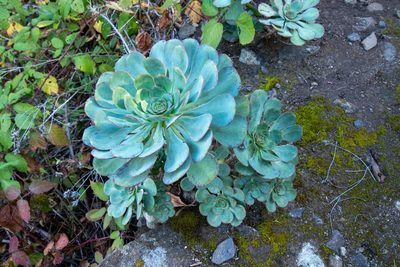 Aeonium ciliatum, photographed by Thibaud Aronson