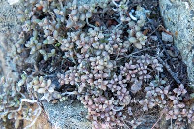 Monanthes laxiflora, photographed by Thibaud Aronson