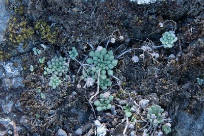 Monanthes brachycaulos, photographed by Thibaud Aronson