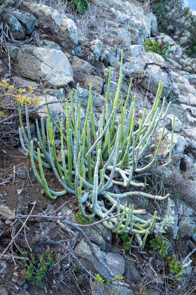 Ceropegia dichotoma, photographed by Thibaud Aronson