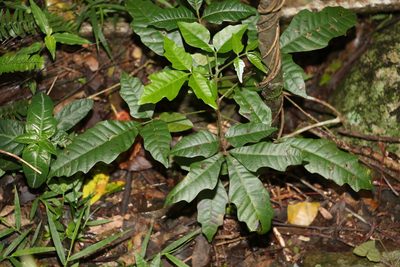 Rhodosphaera rhodanthema, photographed by Greg Tasney