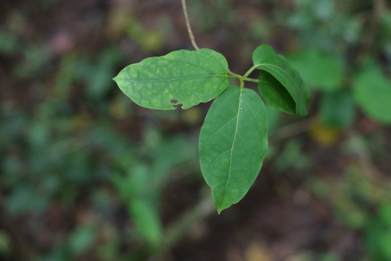 Gymnema pleiadenium, photographed by Greg Tasney