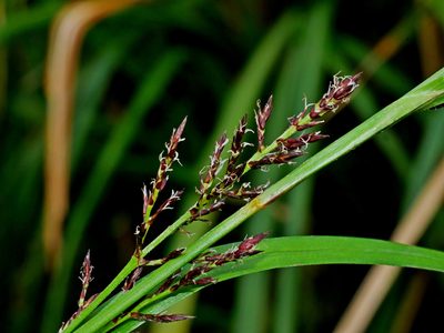 Carex filicina