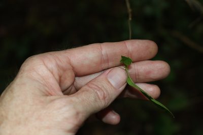 Gymnema pleiadenium, photographed by Greg Tasney