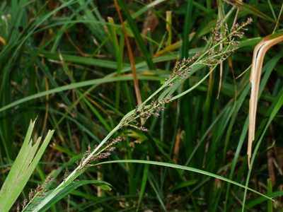 Carex filicina, photographed by Jacy Chen