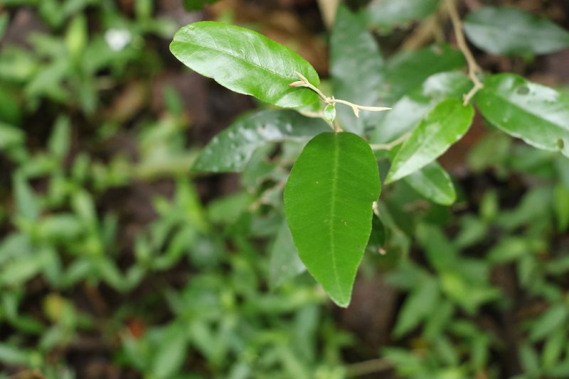 Croton mamillatus, photographed by Greg Tasney