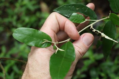 Croton mamillatus, photographed by Greg Tasney