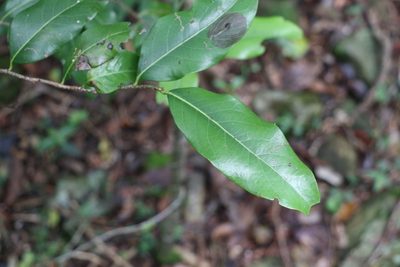 Casearia multinervosa, photographed by Greg Tasney