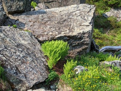 Athyrium americanum, photographed by Timothy McNitt