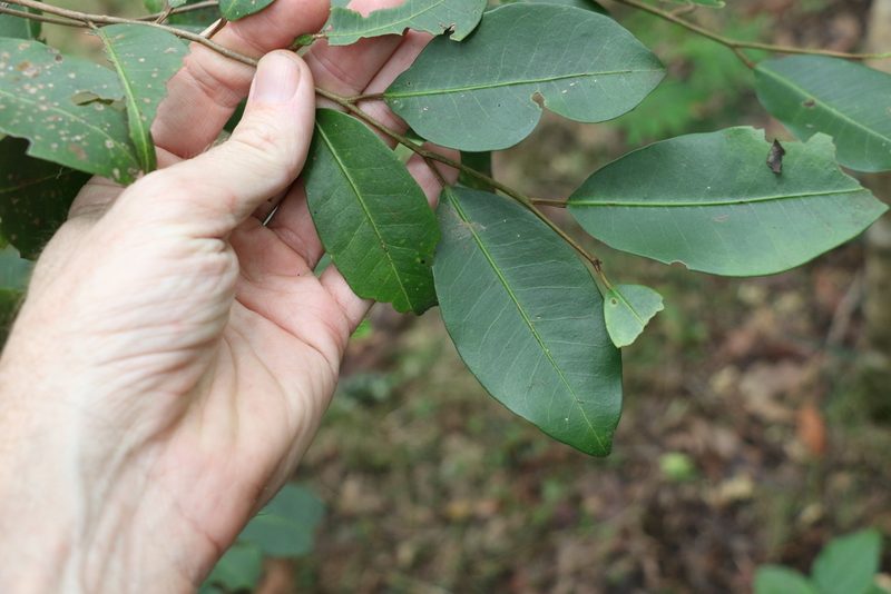 Geijera salicifolia, photographed by Greg Tasney