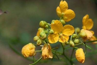 Senna sophera, photographed by Greg Tasney