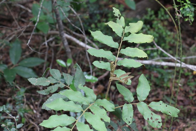 Cupaniopsis tomentella, photographed by Greg Tasney