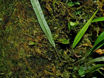 Lepisorus heterolepis, photographed by Jacy Chen