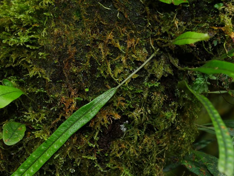 Lepisorus heterolepis, photographed by Jacy Chen