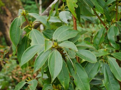 Neolitsea sericea, photographed by Jacy Chen