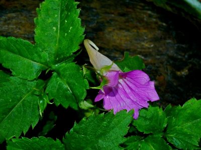 Impatiens uniflora, photographed by Jacy Chen