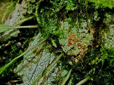 Lepisorus heterolepis, photographed by Jacy Chen