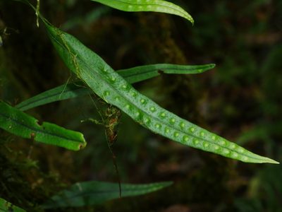 Lepisorus heterolepis, photographed by Jacy Chen