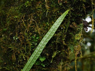 Lepisorus heterolepis, photographed by Jacy Chen