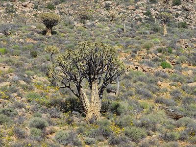 Aloidendron dichotomum, photographed by Peter Warren