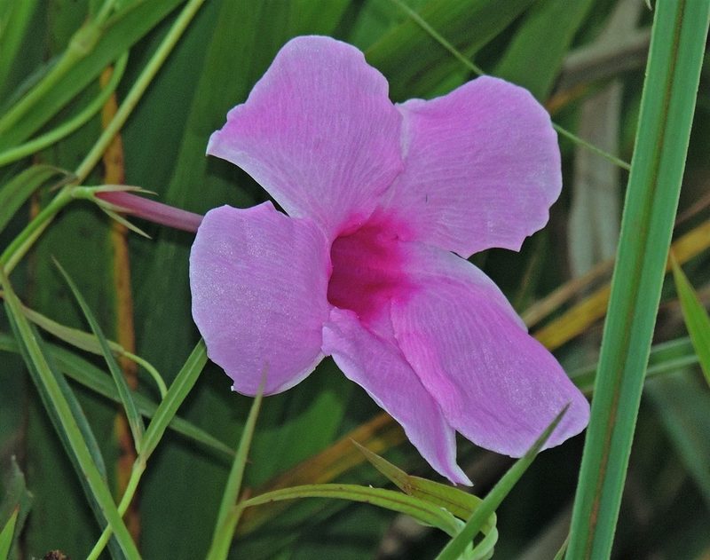 Rhabdadenia ragonesei, photographed by Hugo Hulsberg