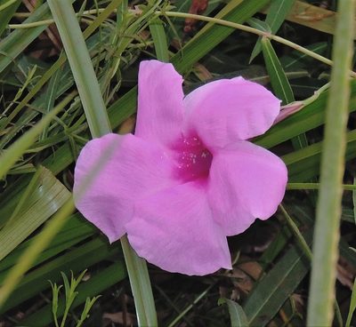 Rhabdadenia ragonesei, photographed by Hugo Hulsberg