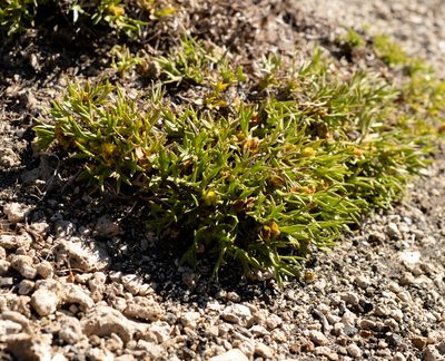 Azorella nivalis, photographed by Nicolás Villaseca Merino