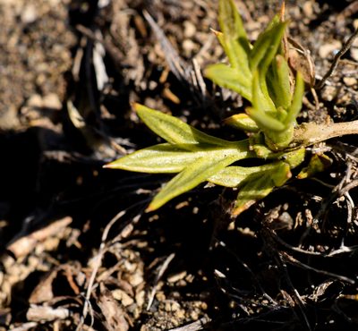 Azorella nivalis, photographed by Nicolás Villaseca Merino