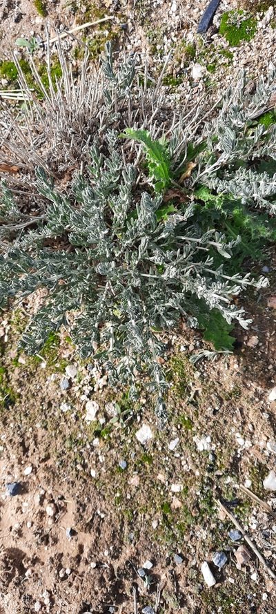 Teucrium gnaphalodes, photographed by Cristian