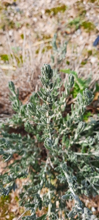 Teucrium gnaphalodes, photographed by Cristian