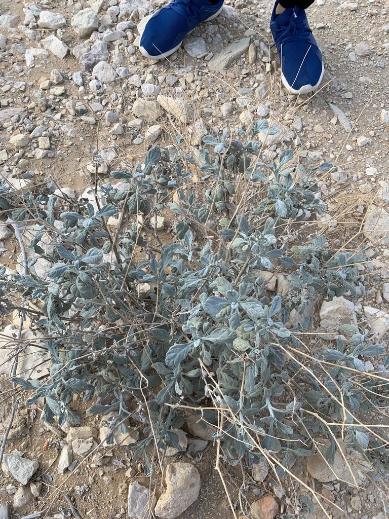 Heliotropium calcareum, photographed by Arabella Willing