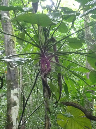 Philodendron pterotum, photographed by keesgroenendijk