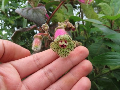 Kohleria warszewiczii, photographed by Juan C. Espinosa