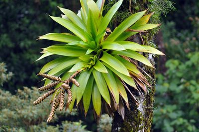 Werauhia sanguinolenta, photographed by Tom Kennedy