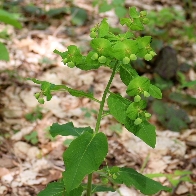 Euphorbia oblongifolia, photographed by Юрий Данилевский (Yuriy Danilevsky)