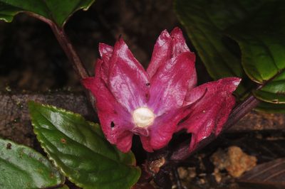 Drymonia turrialvae, photographed by Tom Kennedy