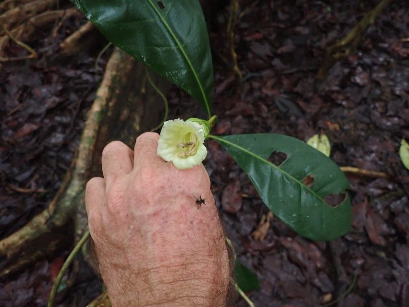 Amphitecna latifolia, photographed by keesgroenendijk
