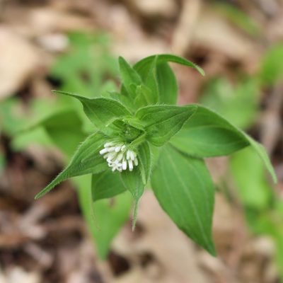 Asperula taurina, photographed by Юрий Данилевский (Yuriy Danilevsky)